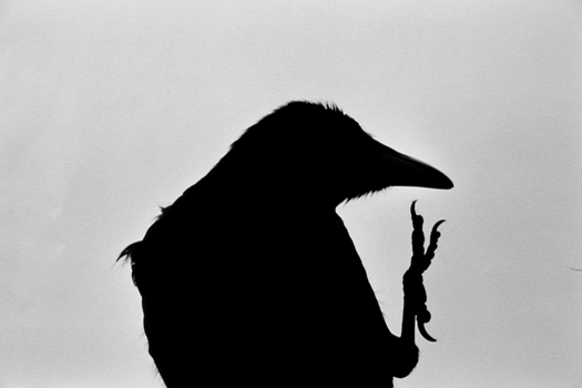 Masahisa Fukase. Erimo Cape, Japan (from the series The Solitude of Ravens). 1976
