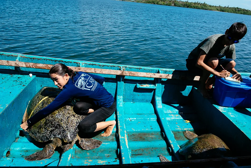 We helped the ICAPO team catch, measure, and tag two hawksbill turtles. These big girls were estimated to be 30 and 50 years old - middle aged and geriatric, with the size to show it. 