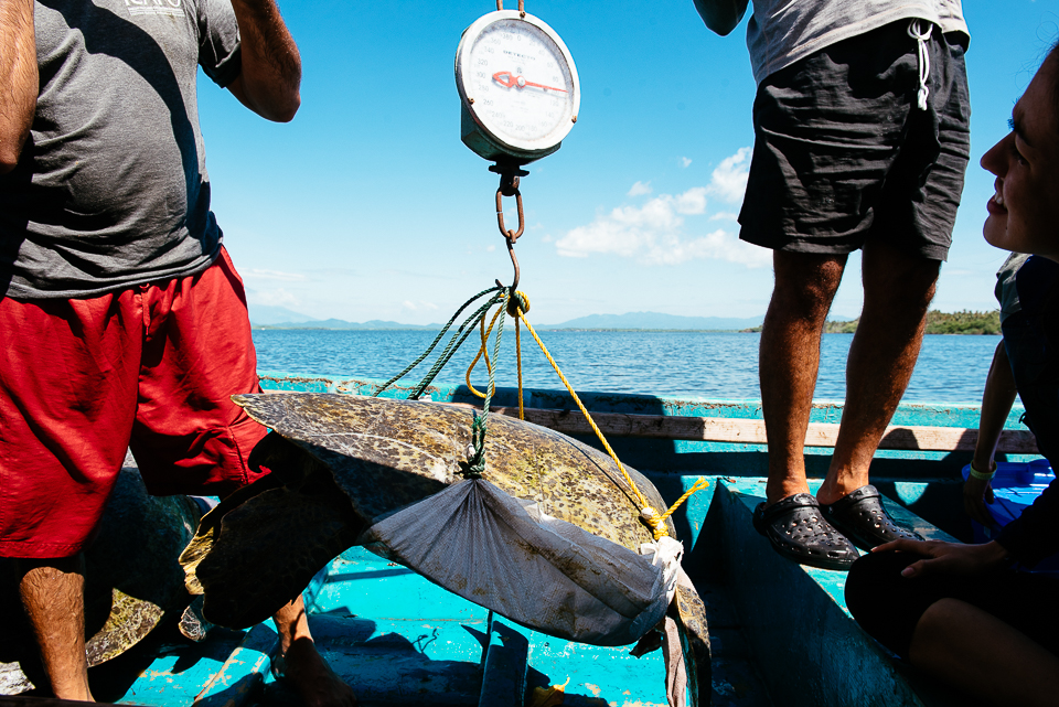 The ICAPO team placed the hawksbill turtle on a burlap sack and suspended it on a wooden dowel to measure her weight. It wasn't a fancy technique, but it got the job done! 