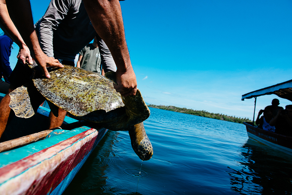 After recording their measurements and tagging them, the marine biologists release the turtles back into the Bay. 
