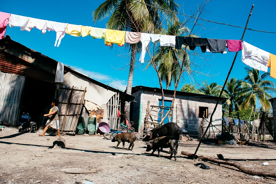 Laundry hangs drying as pigs roam looking for food in the town center of Isla la Pirraya. The community has a school for local children and a small medical clinic. 