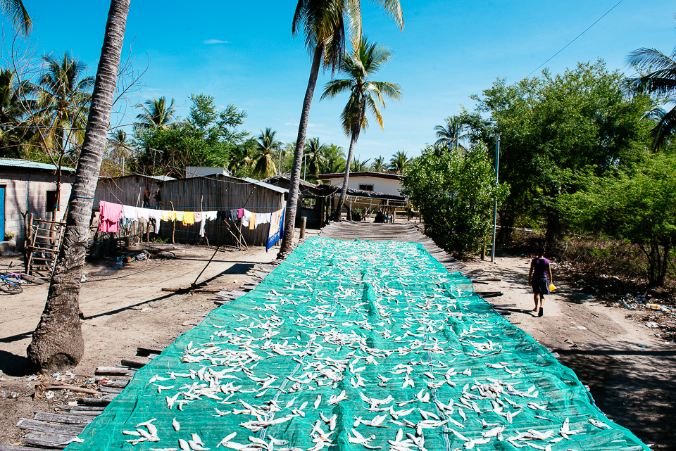 Once caught, local fishermen dry sardines on a raised platform about six feet in the air. 