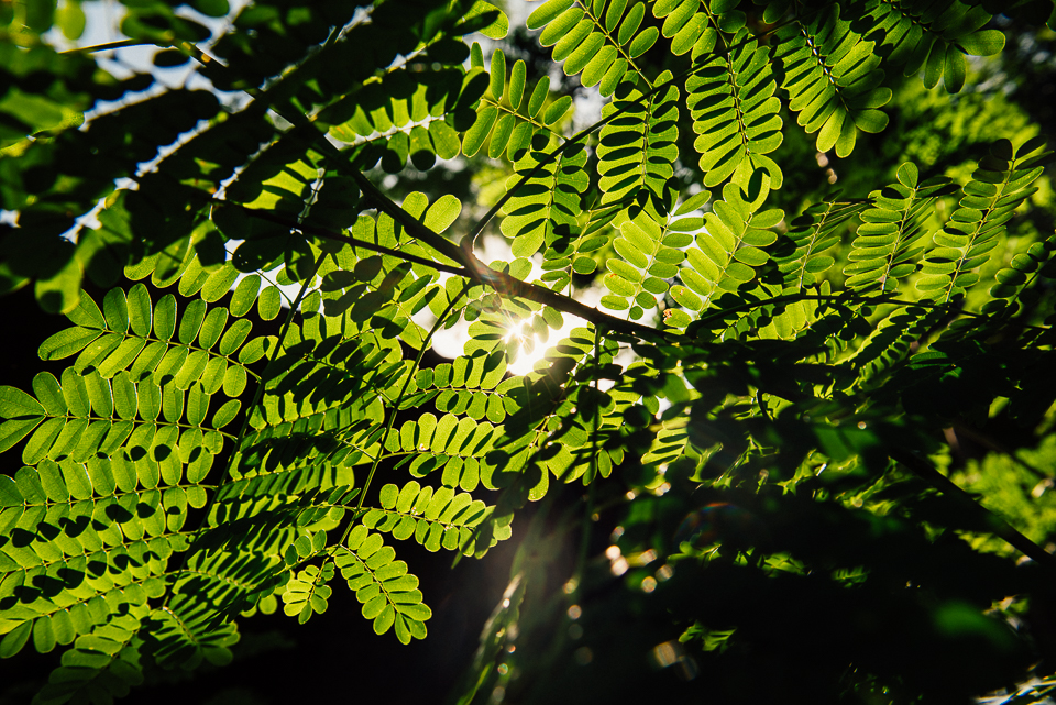 Next, we went to Puerto Barillas, a marina and lodge with extensive cacao and plantain farms and a spider monkey reserve. And amazing light, as you can see. 