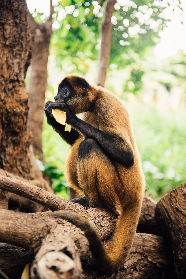 Spider monkey with treats. PUMPED. 