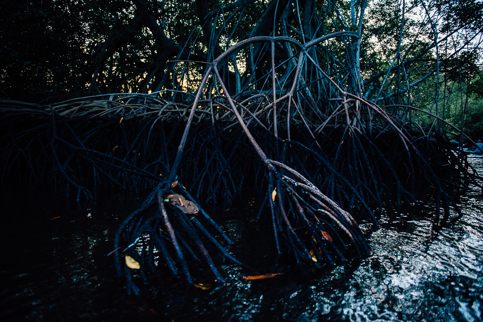 We took a sunset tour of the mangrove forest, an eery, magical experience full of new sounds, smells, and a sense of romantic foreboding. 