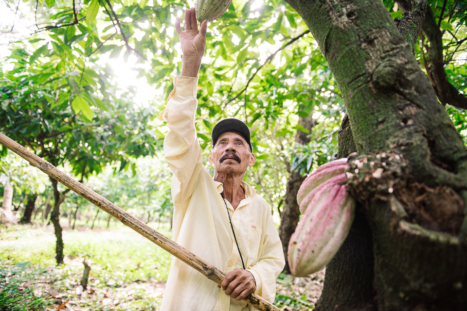 The mananera knife is used to harvest the cacao fruit - it is a long pole with a small curved blade at the end. 