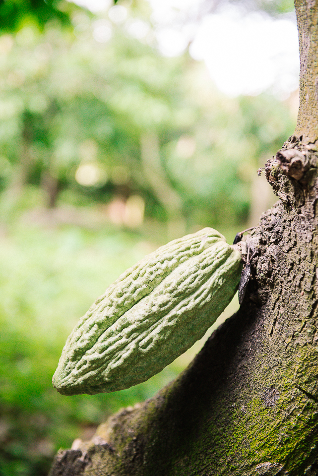 Mecca! We toured a cacao farm at San Jose del Real de la Carrera, and my love for chocolate was taken right to the source. This is chocolate. Amazing.