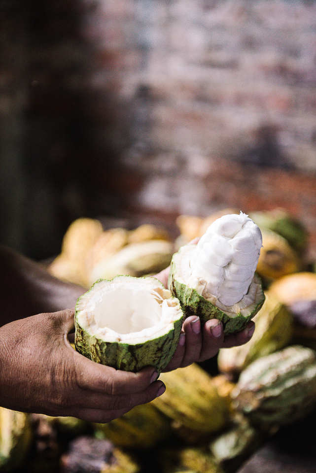 The fleshy seeds of the cacao fruit are removed, cleaned, and dried. 