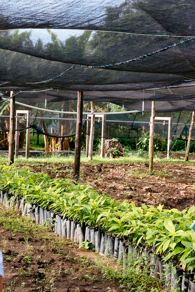 Baby cacao trees growing big and strong. Trees take 3.5 years to start producing fruit, becoming fully productive at five years. At peak productivity, each tree produces 100+ fruits annually. 