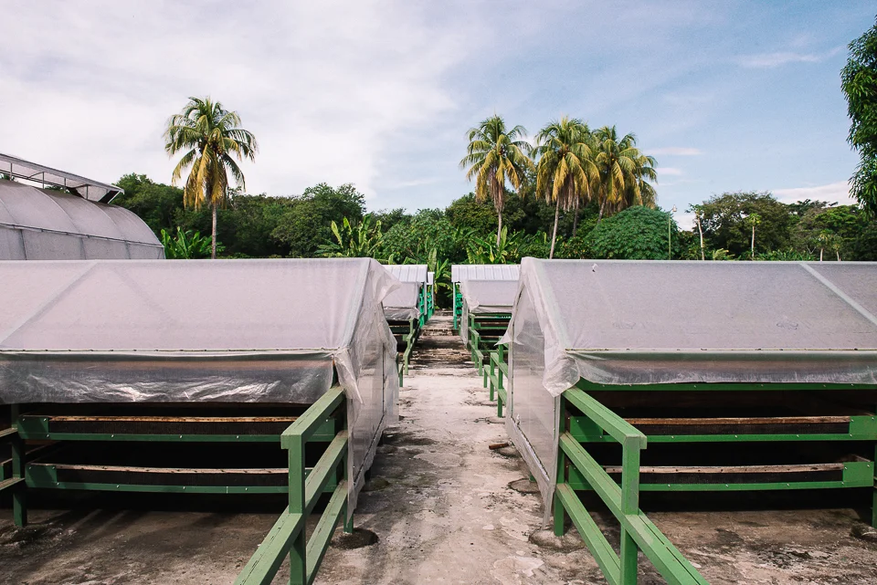 Cacao is placed in these drying racks for the final stage of drying in their processing. 