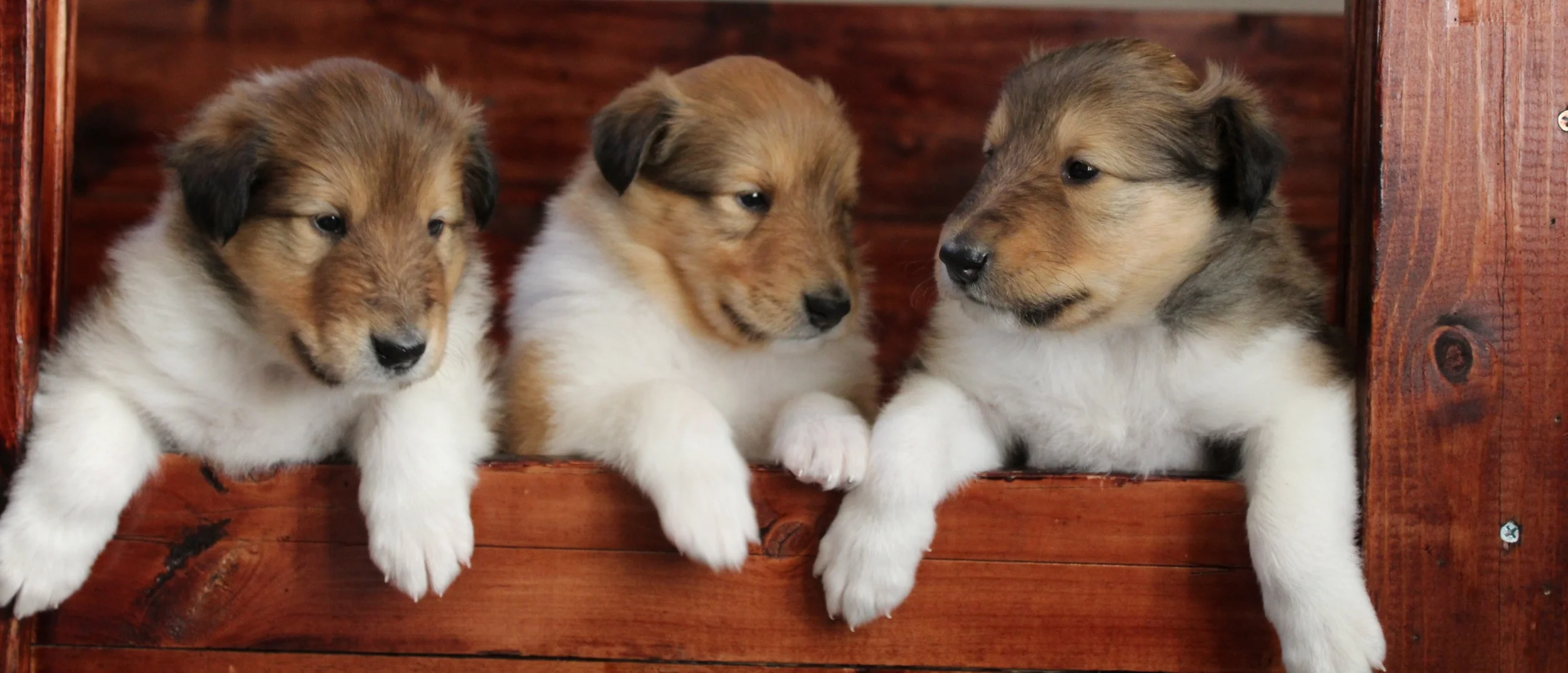 3 male puppies born 12-25-15