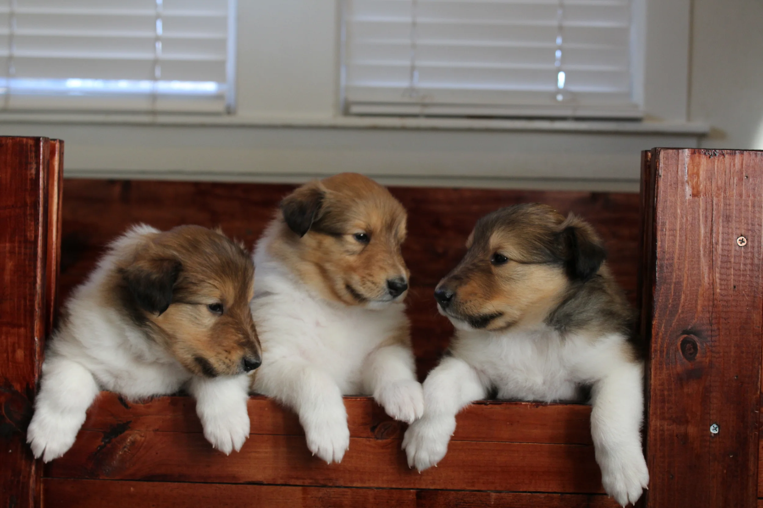 Ready for their forever home the end of February '16.        