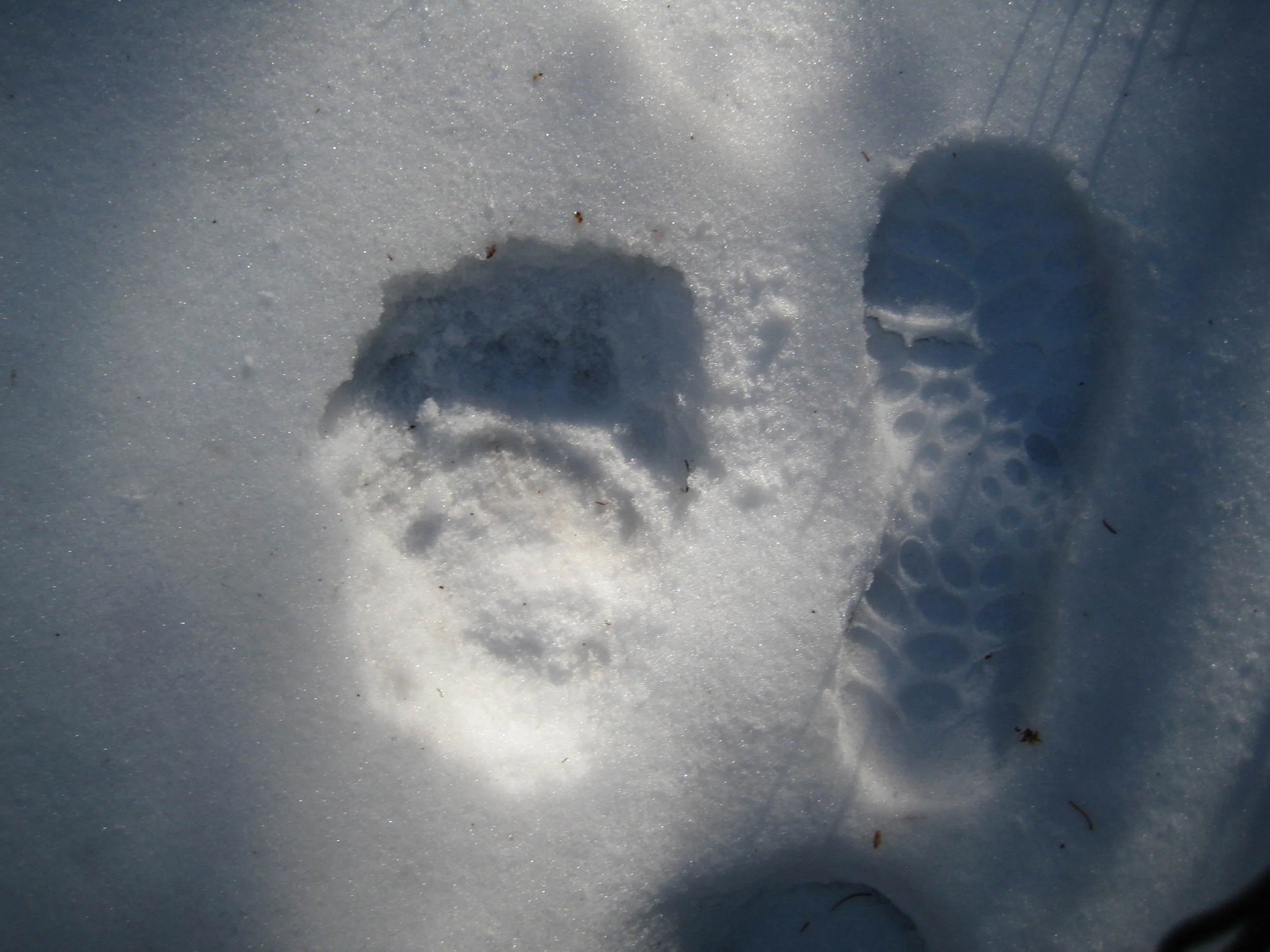 Following a bear in Colorado--his foot and my foot. 