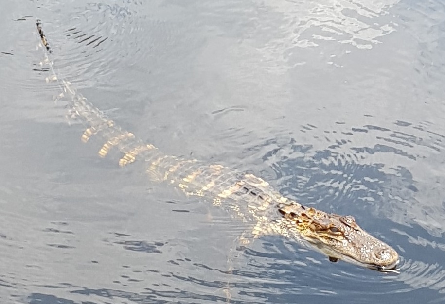 Note my fly in the corner of the gator's mouth