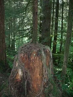 A tree from a stump, somewhere in Oregon