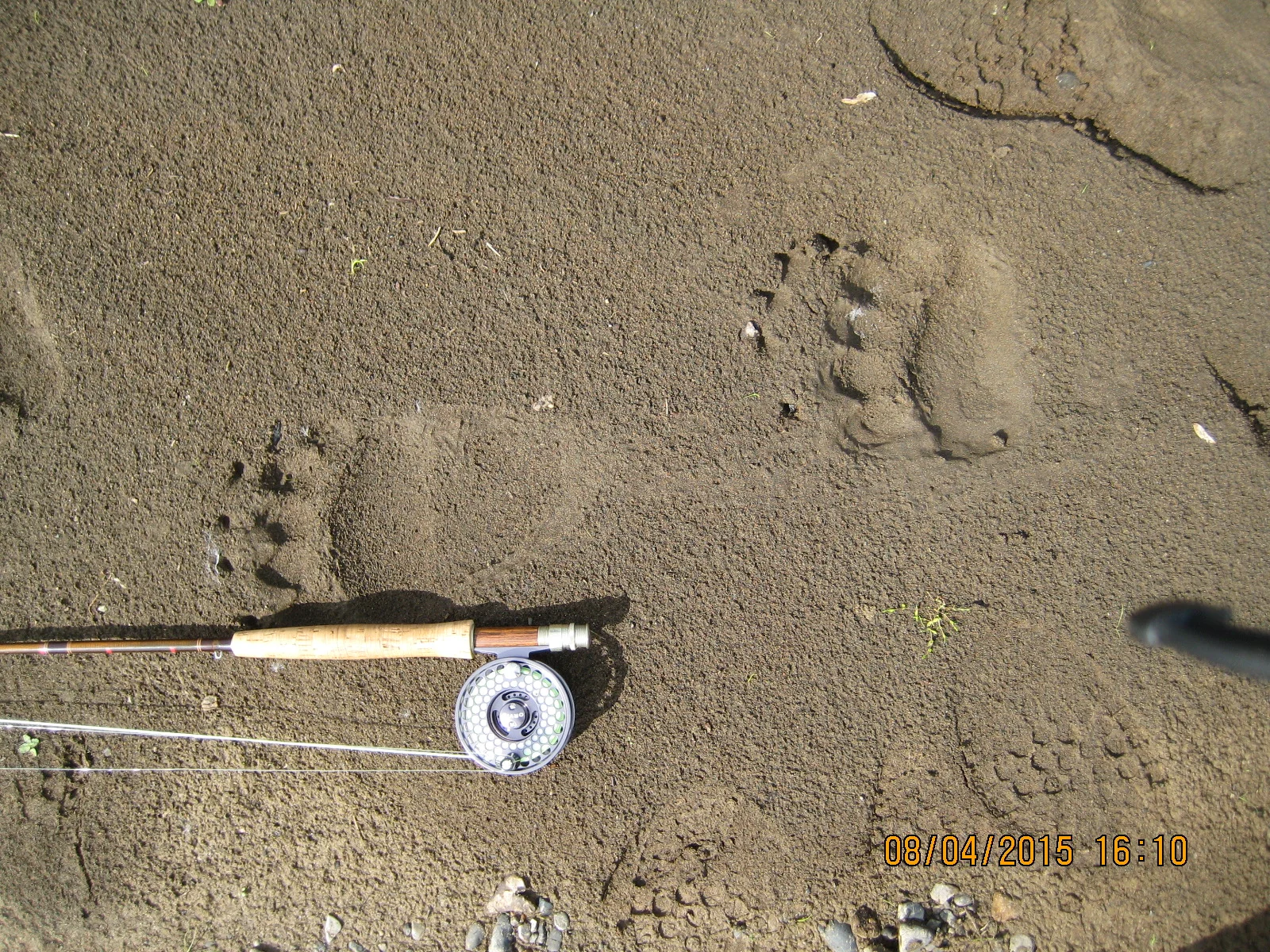 My rod is lying next to the bear’s back footprint, a hair shy of 12” long. Just behind that is the bear’s front foot, about 6”-7” across, thus rendering a bear about six or seven feet tall (so they told me), which if actually witnessed would appear to be fifteen or twenty feet tall. The spotted tracks are mine, and based on the 1/16 of Cherokee blood coursing through my veins, I judge the tracks almost concurrent. :/