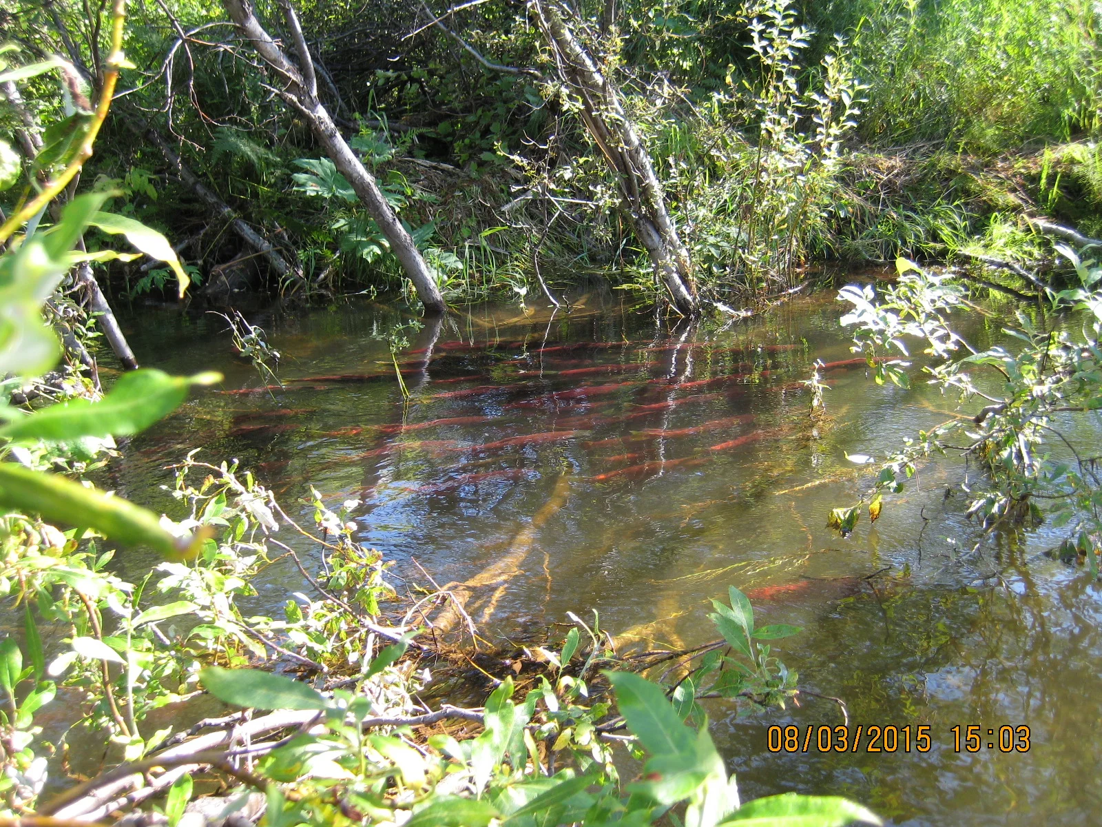 Sockeye salmon struggling to get back to whence they came. Hard to catch, no good to eat