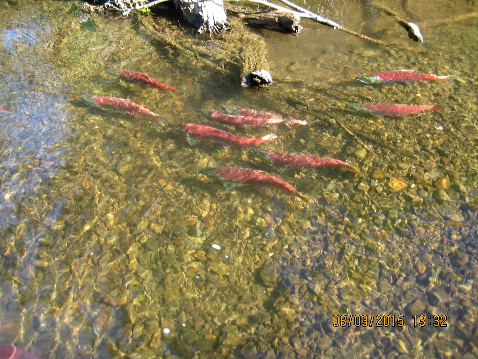 Sockeyes paired up to spawn