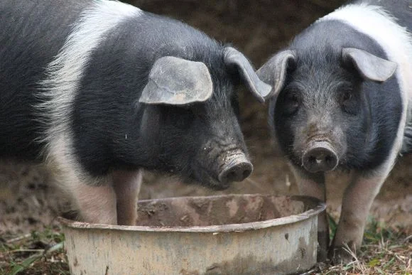 Hampshires