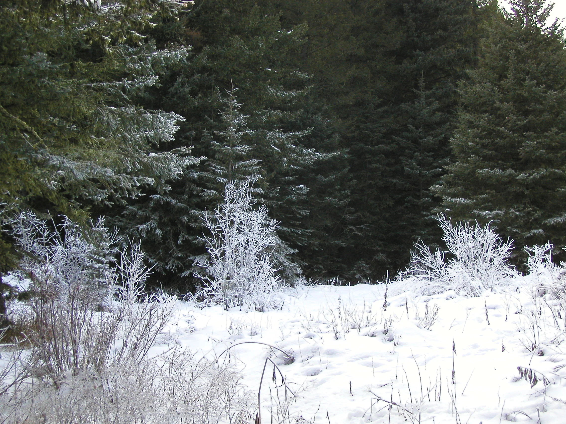 How Much is Jesus Worth?