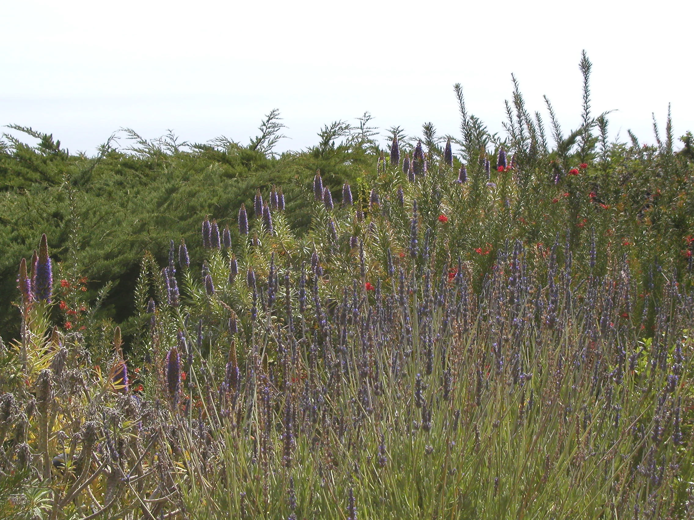 California flowers
