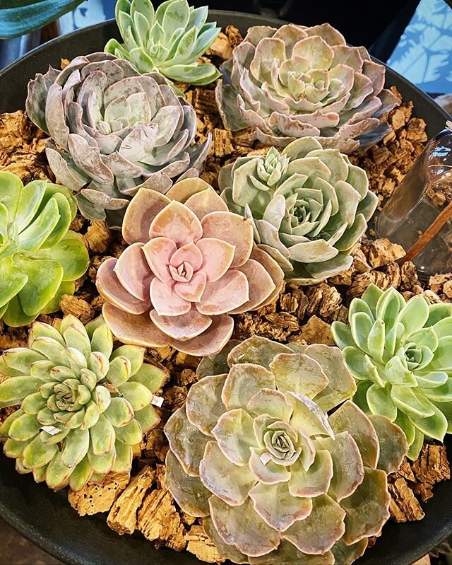 New shipment of succulent blossoms !! Available up front the Market!  #gardendistrictmemphis #themarketatgardendistrict #succulents #memphisflorist