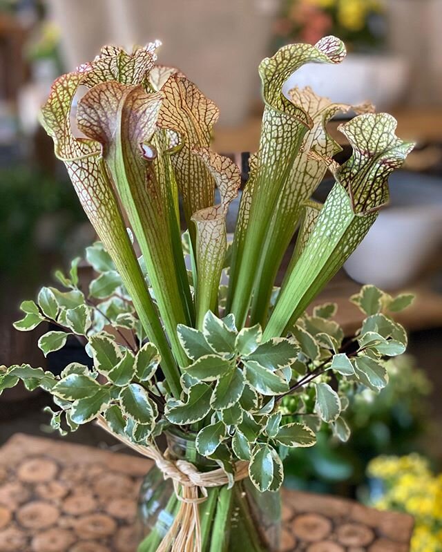 Saracena or &ldquo;Swamp Lilies&rdquo; now available in  fresh cut bundles. They are carnivorous on the plant but we promise they will not eat you! #gardendistrictmemphis #memphisflorist #saracena #swamplilies #besafe #benice