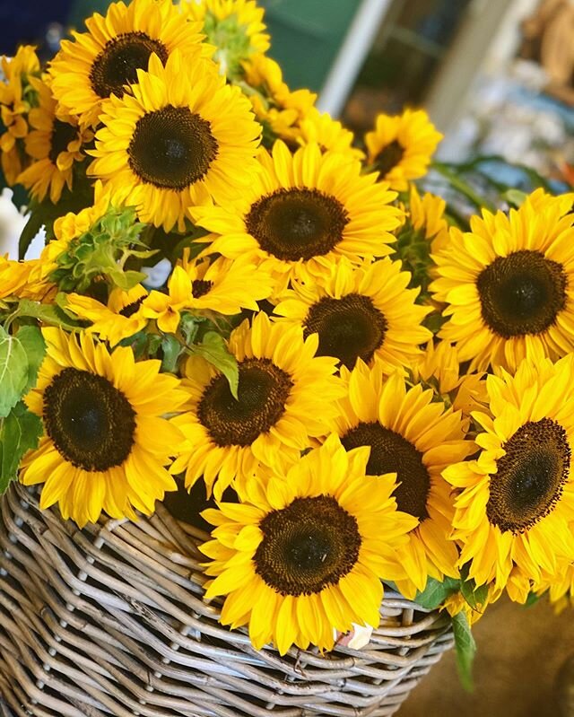 Bundles of fresh locally grown sunflowers available for grab and go. If you are looking for long stems, we have you covered! #gardendistrictmemphis #memphisflorist #sunflowers #local #localflowers