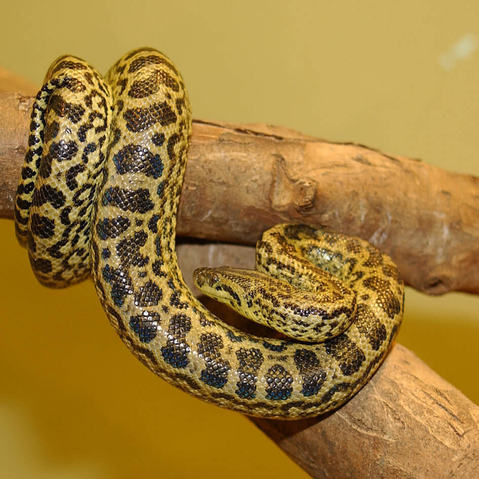 Largest Snake In The Amazon Anaconda Facts Rainforest Cruises