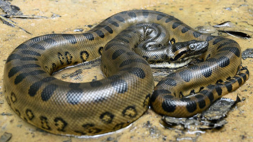 Largest Snake In The Amazon Anaconda Facts Rainforest Cruises
