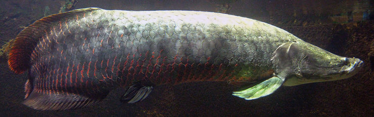 Arapaima fish wikipedia