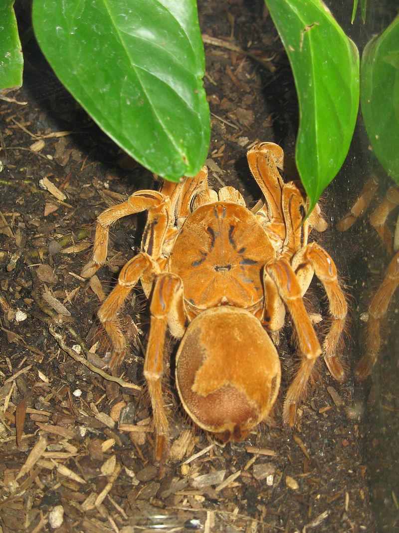 Spiders Of The Amazon Rainforest Cruises