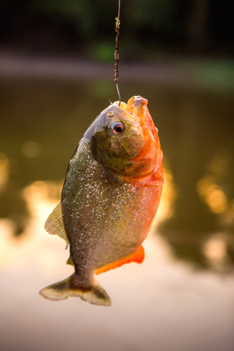 red-bellied Piranha