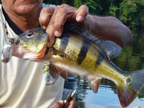 Amazon River Fish Best Known Species Rainforest Cruises
