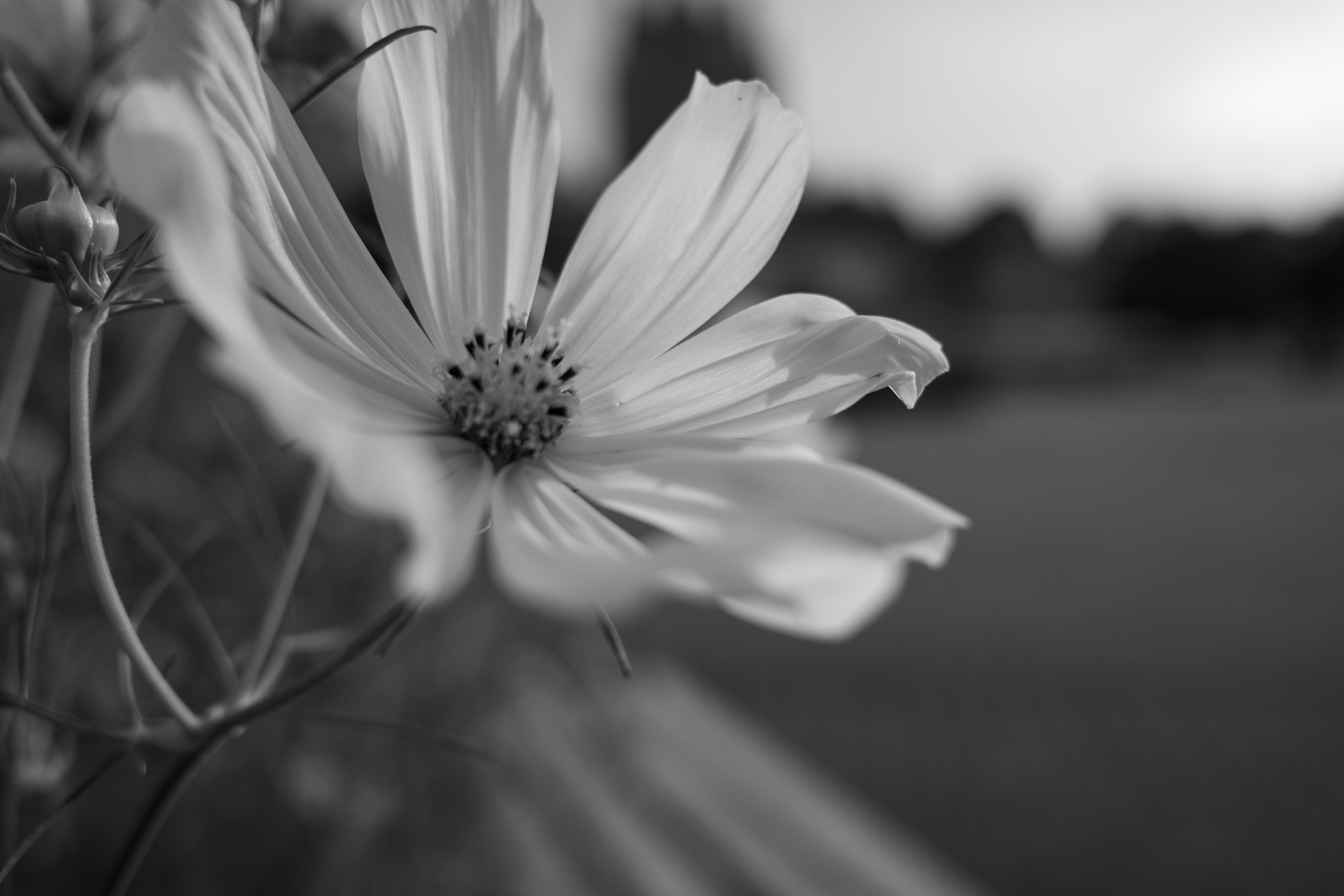 Erfurt flower to break things up