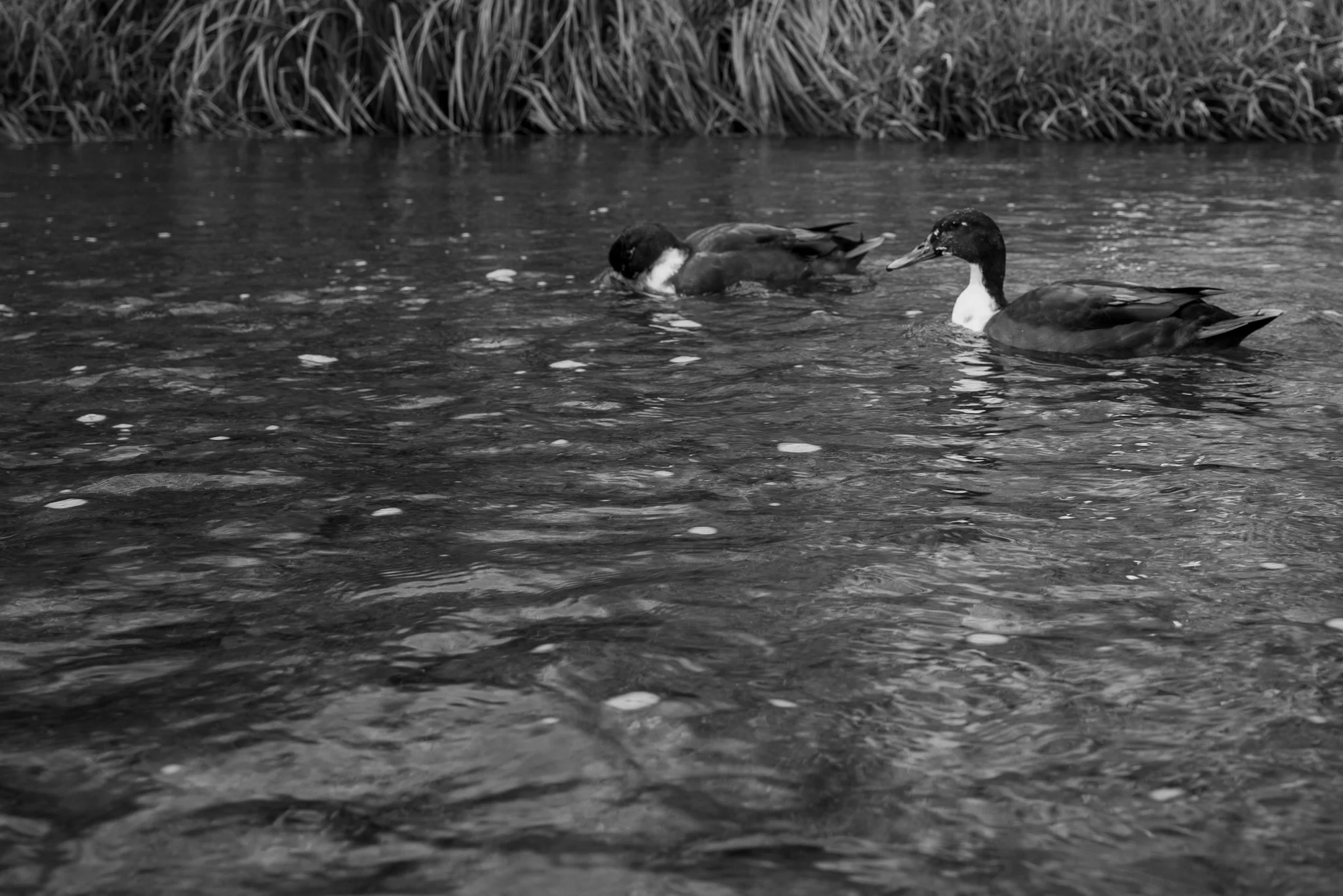 More ducks