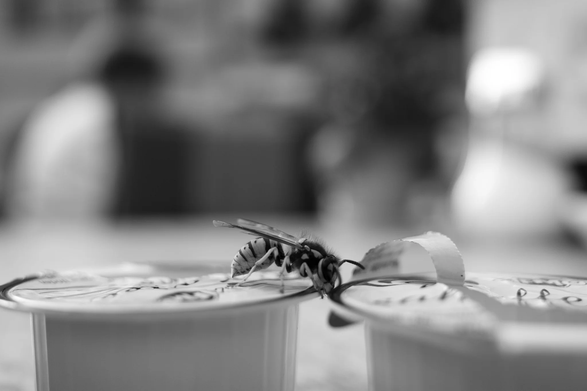 Hornets a-plenty in Erfurt