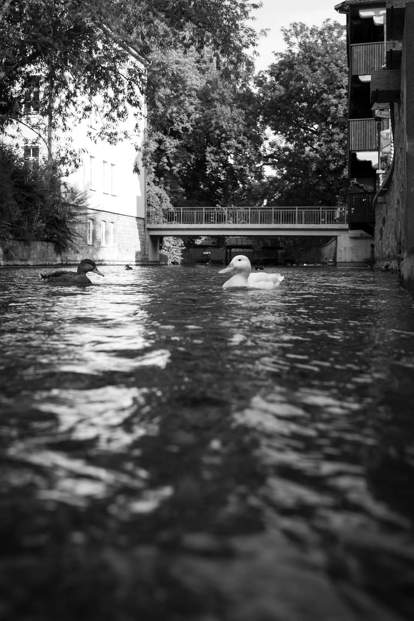 Ducks
