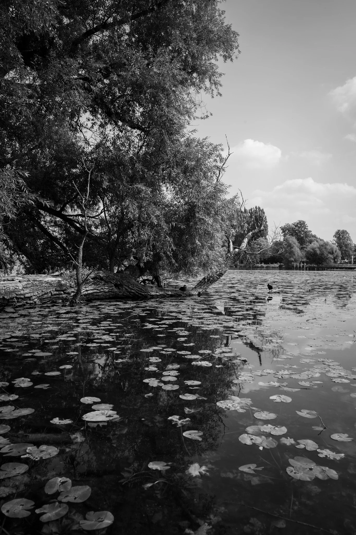Lilly pads galore - Schwerin