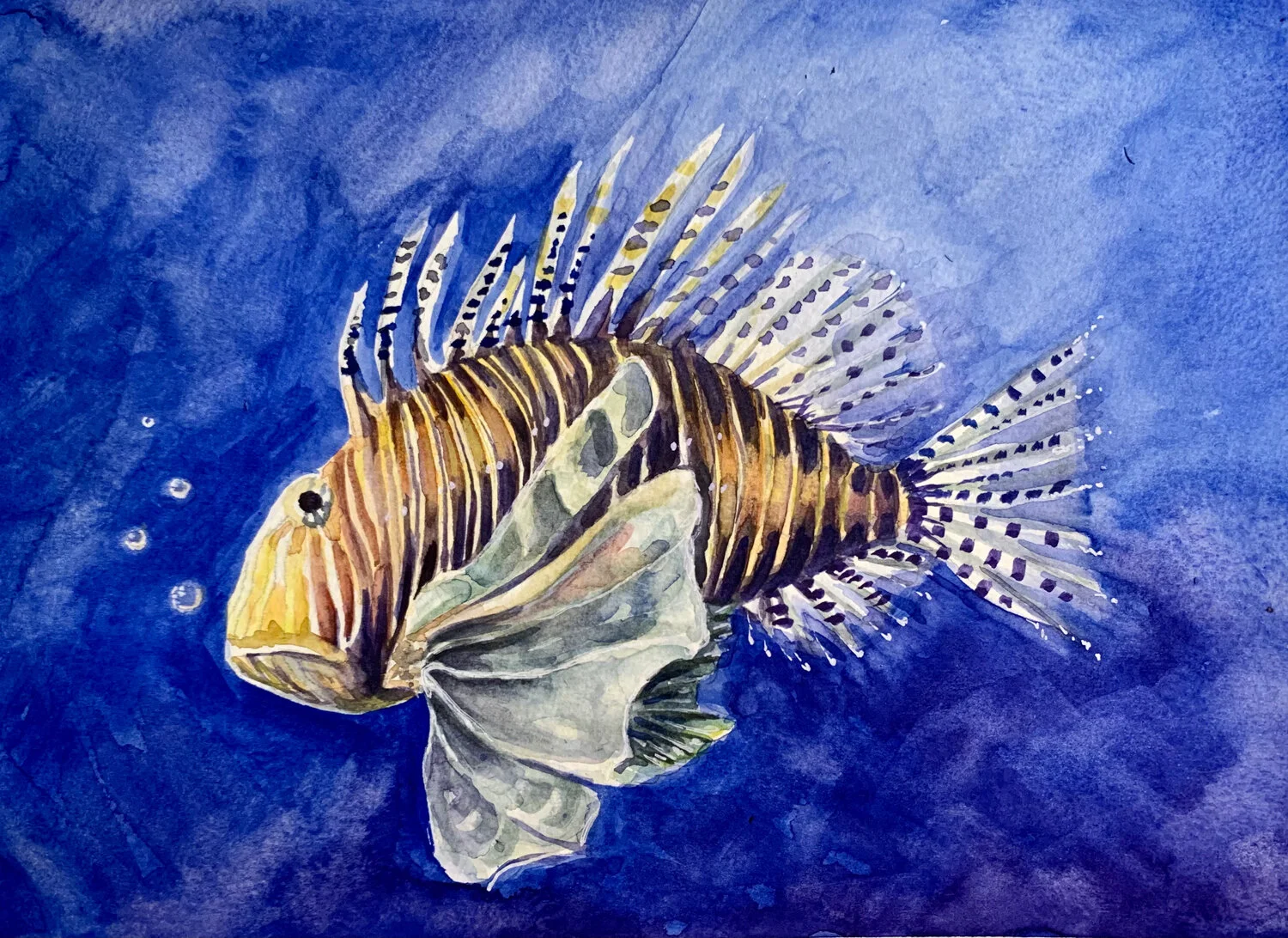 Finding Lionfish, 2021