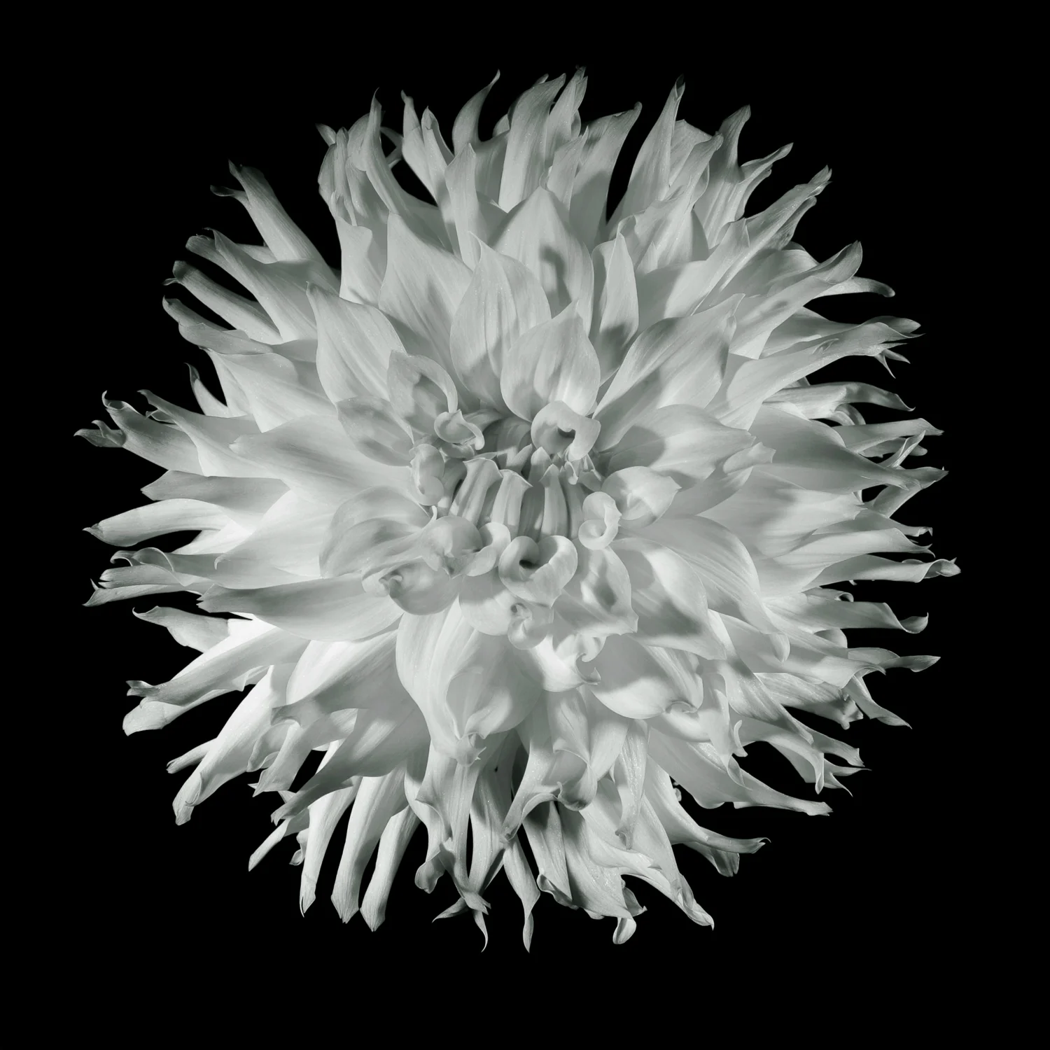 Hydrangas 11x11_1.JPG