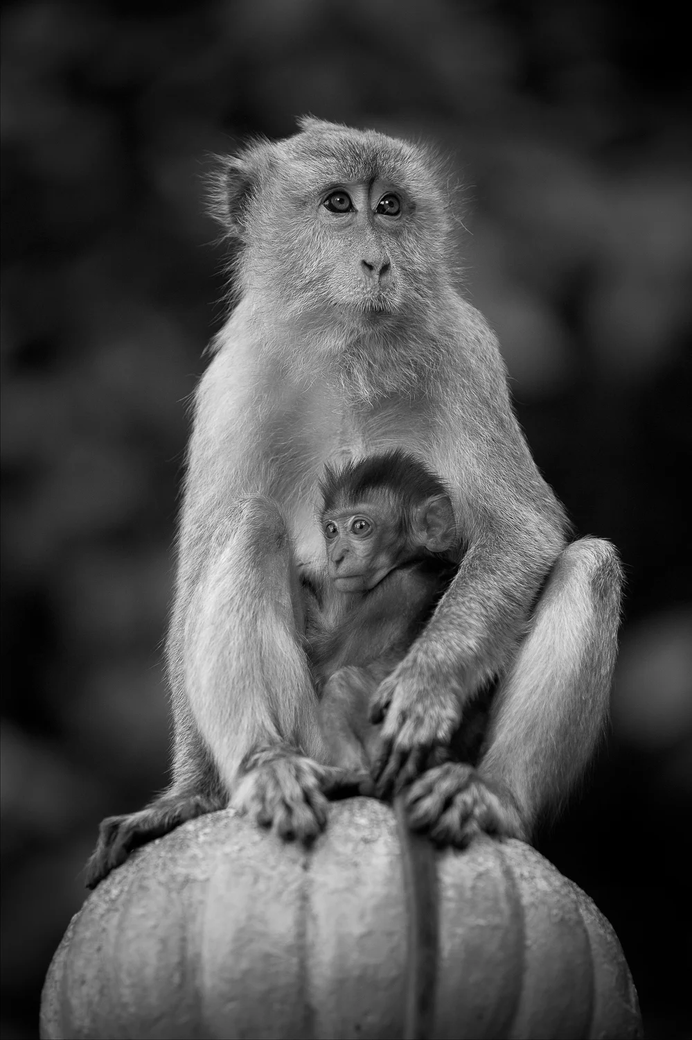 Monkeys atr Batu cave.JPG