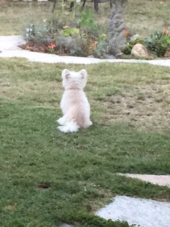 Dollie helping her mom...as always.