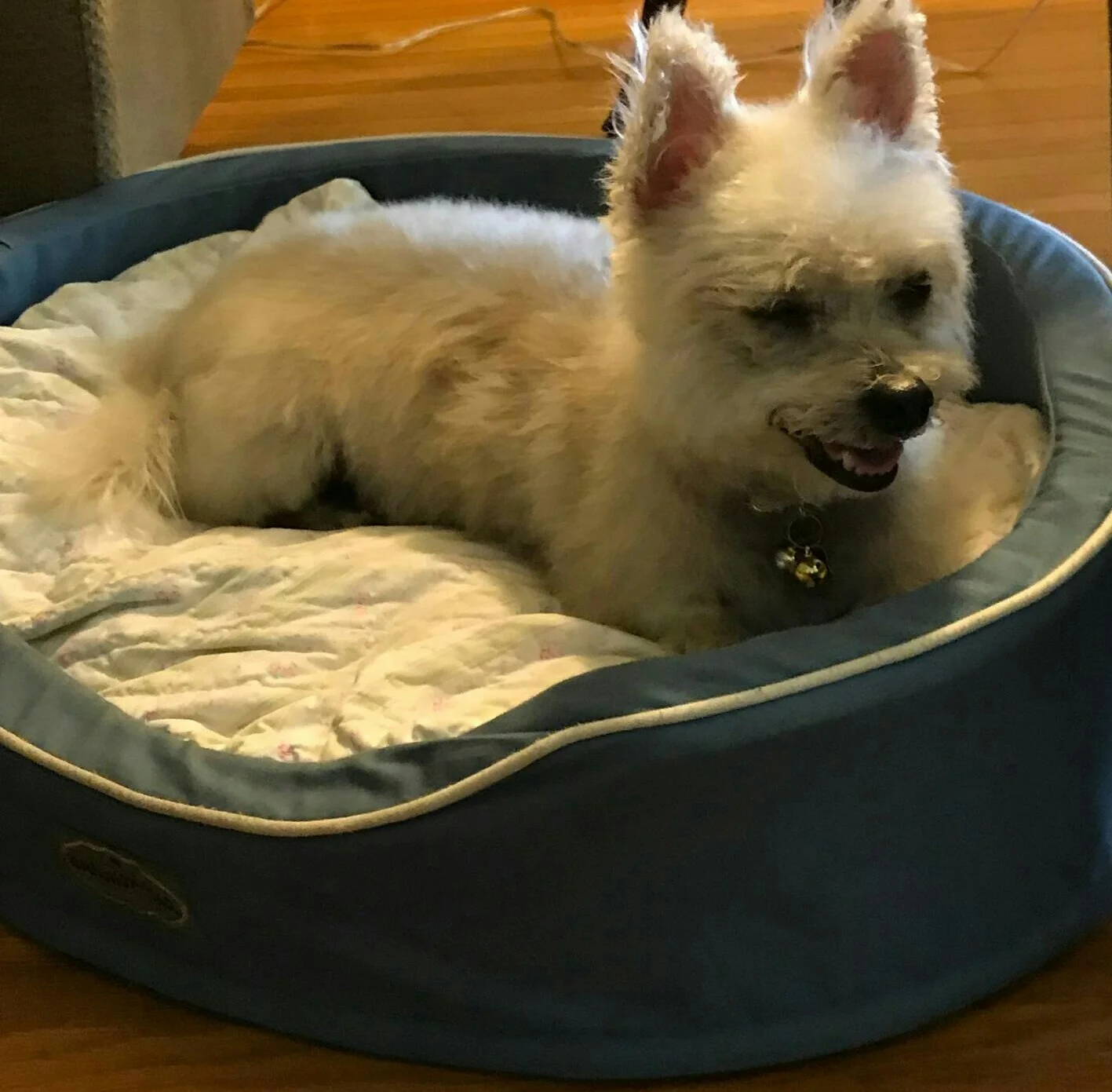 My smiling, collar-free and retired baby girl!