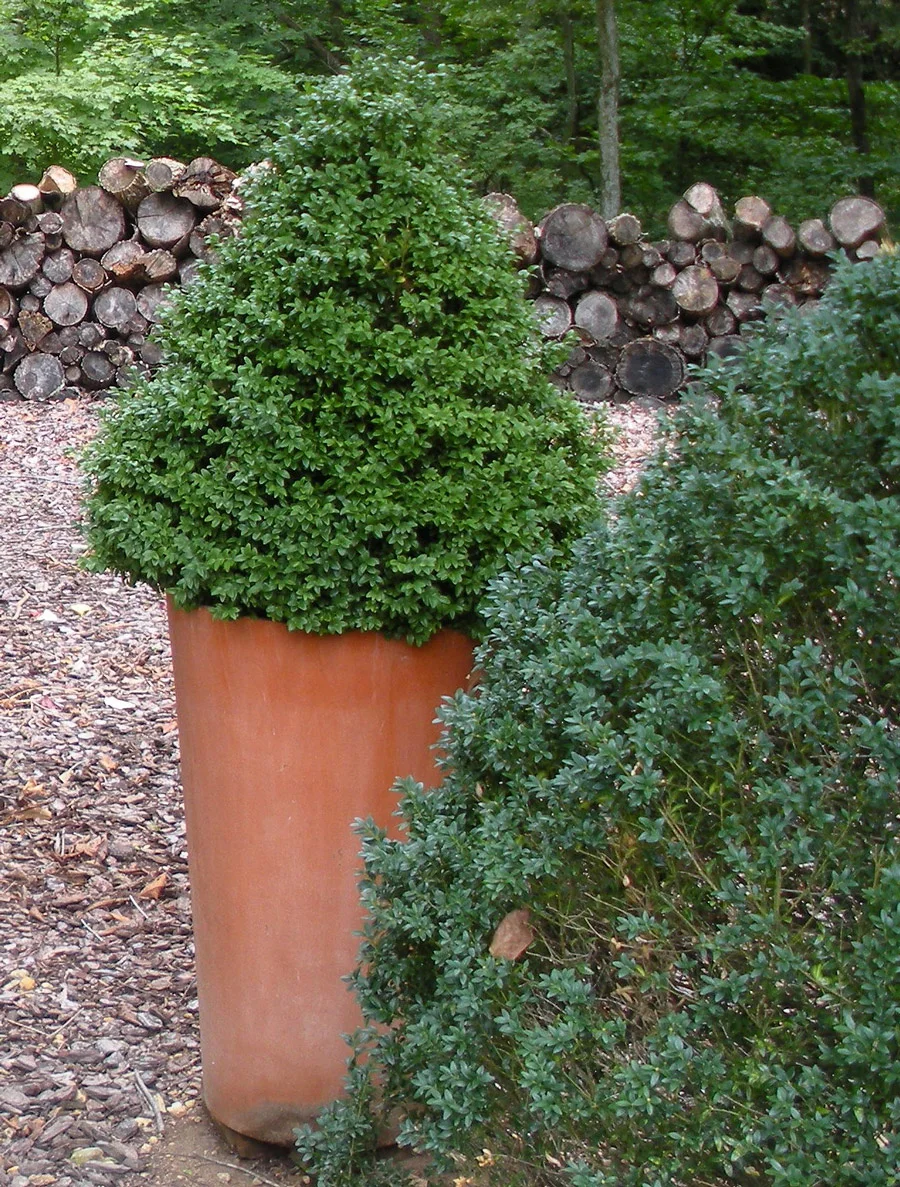 A New Look At Container Gardening for the Holiday Season (And More)