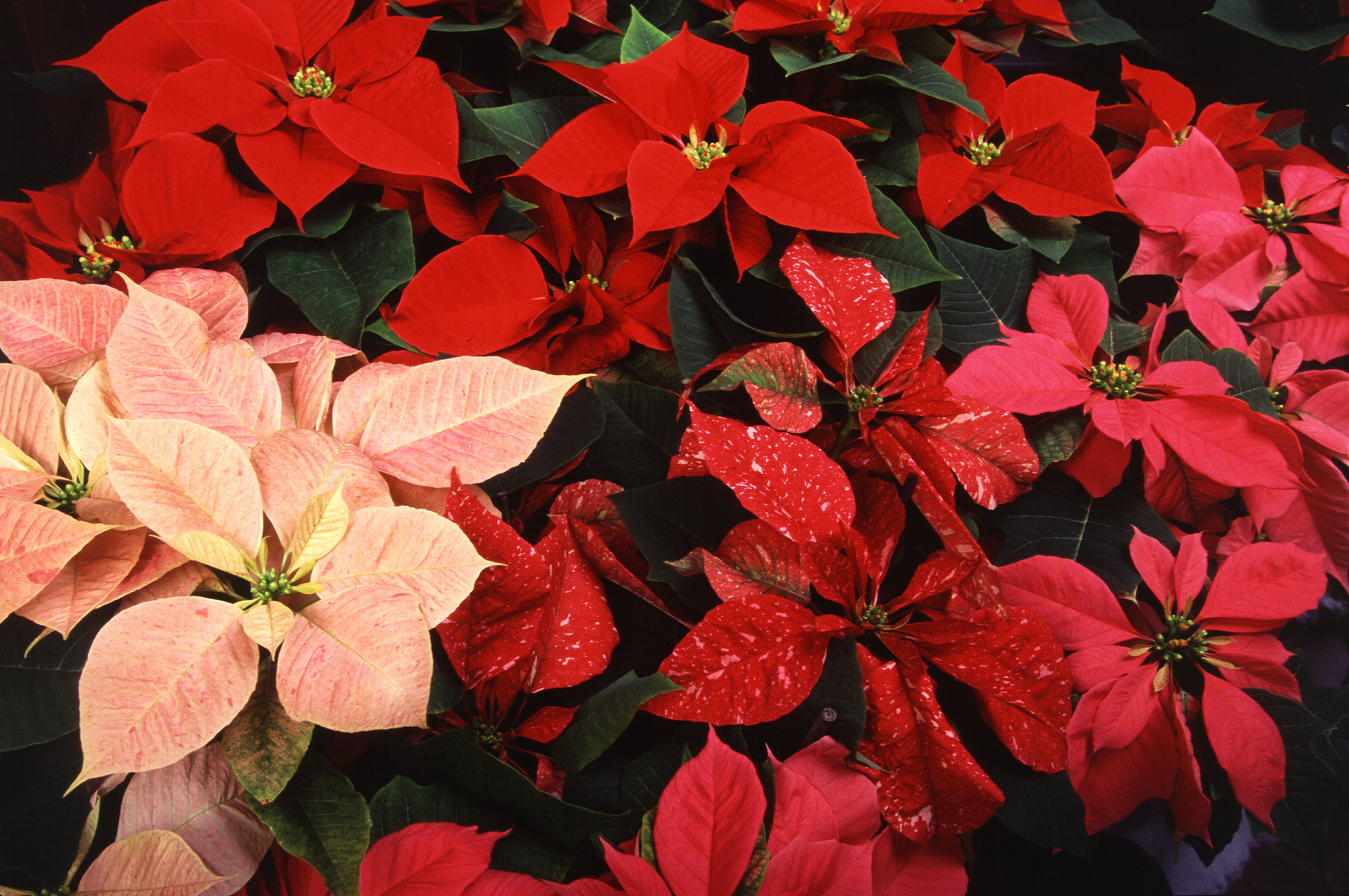 POINSETTIAS: Christmas Imagery