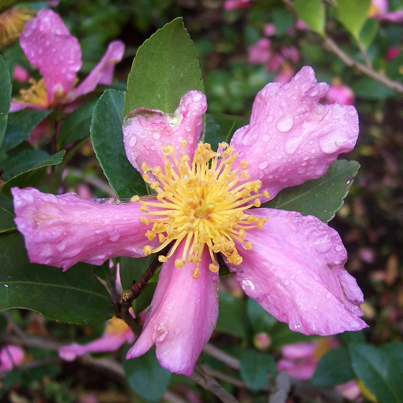 CAMELLIAS: A Beautiful Addition