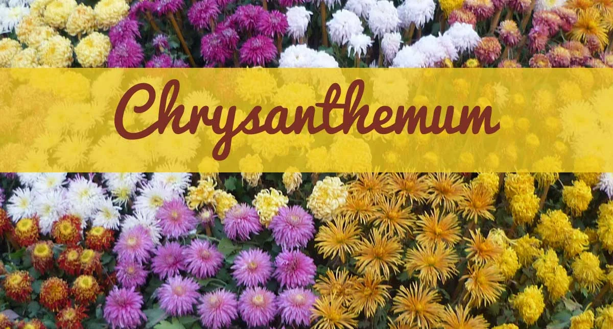 Make your home burst with fall color!