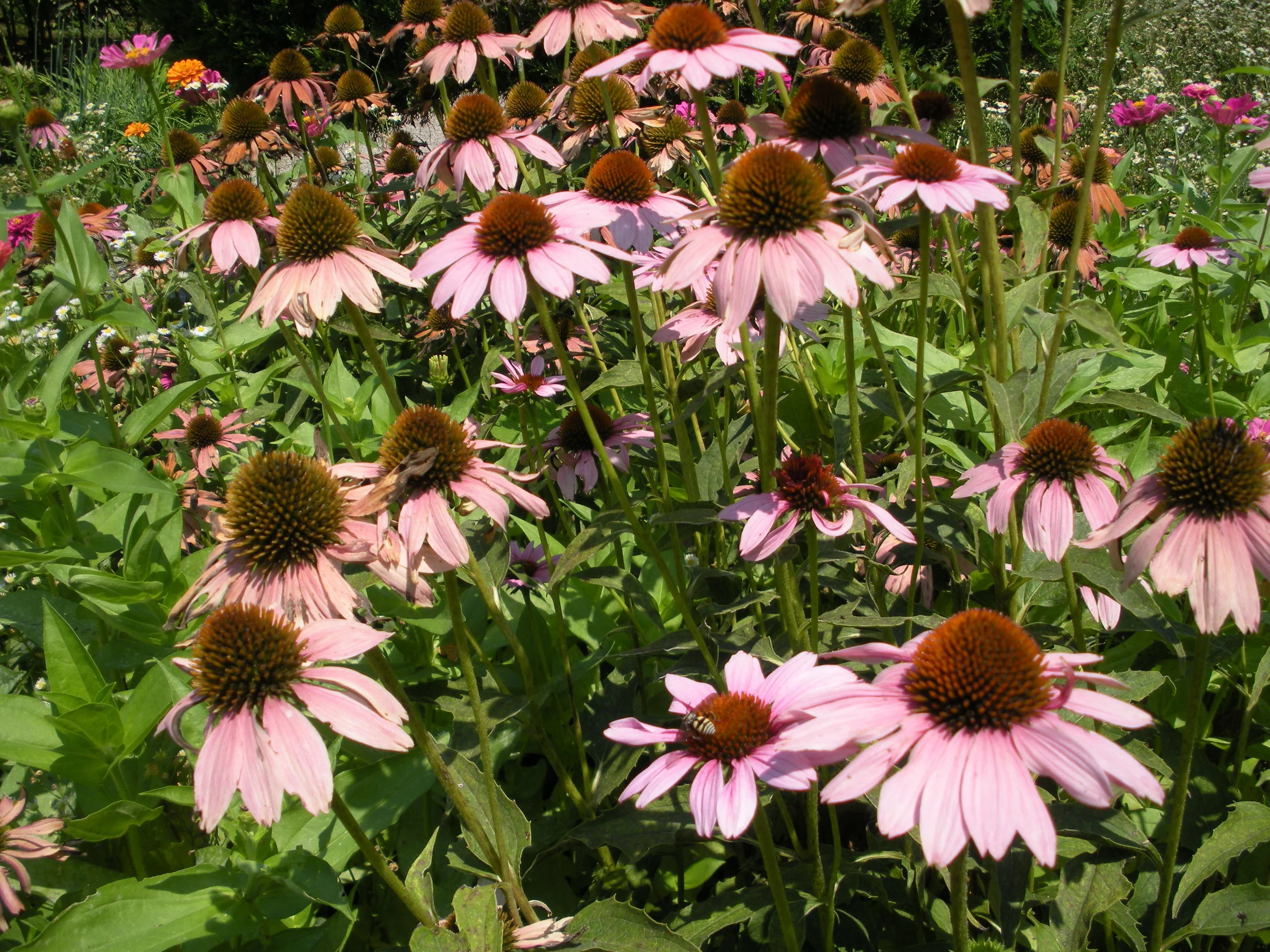 Coneflower in bloom