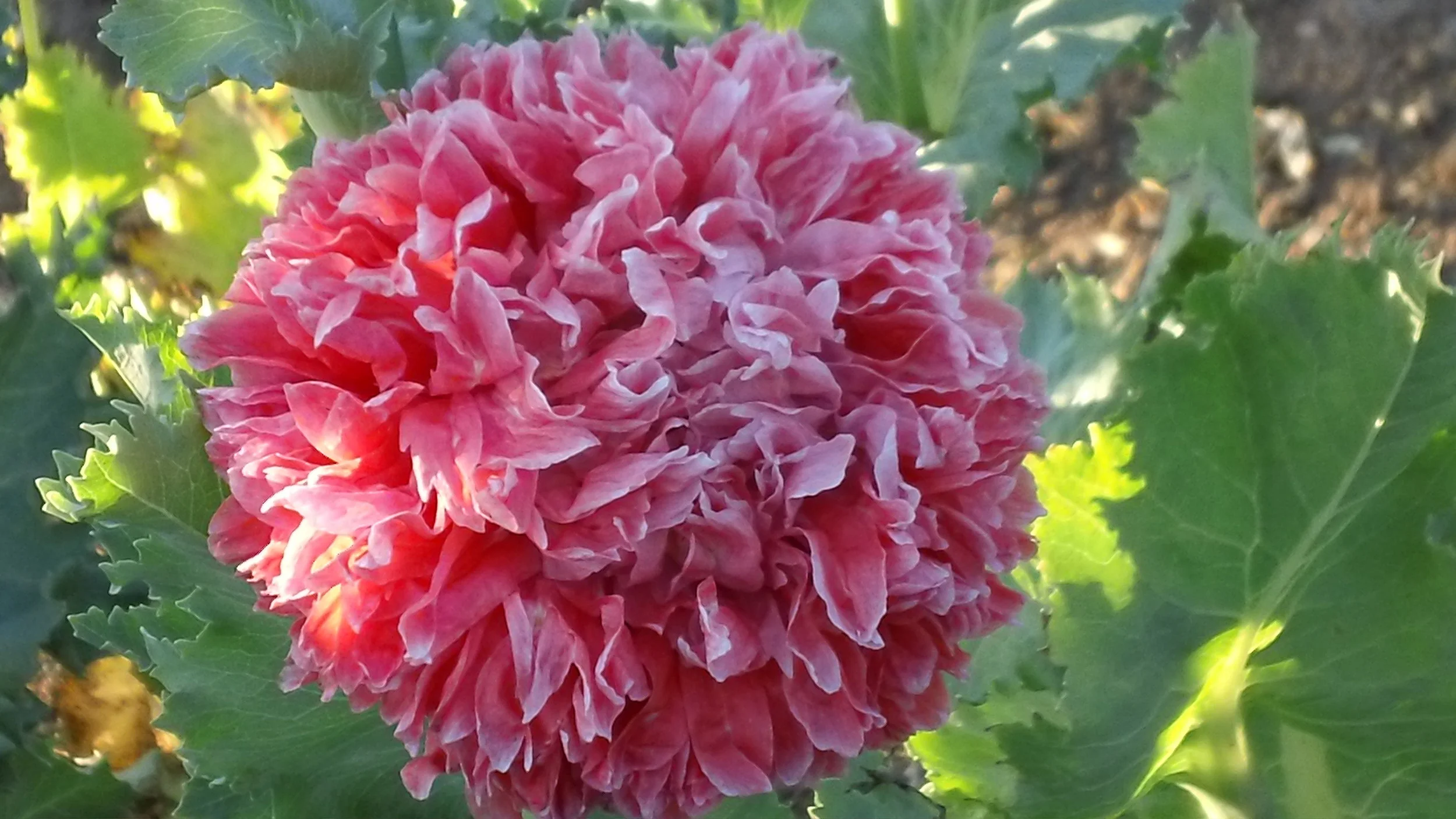 Peony in bloom